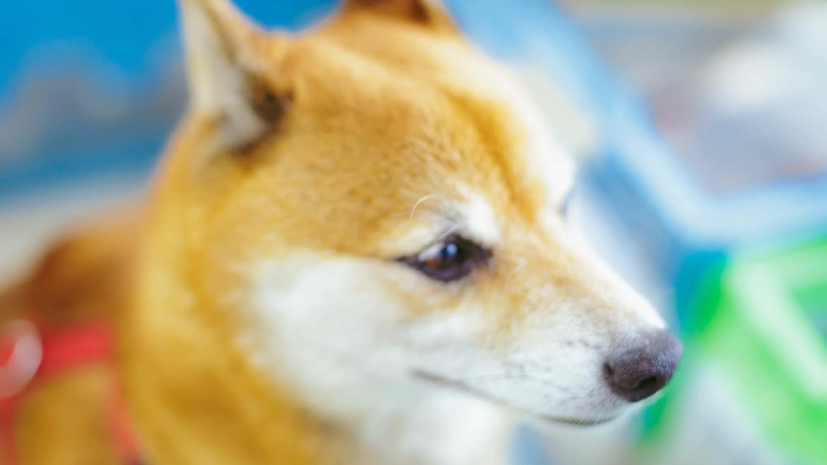 源吉商店愛犬久太郎