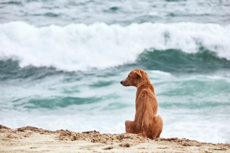 寂しそうな犬