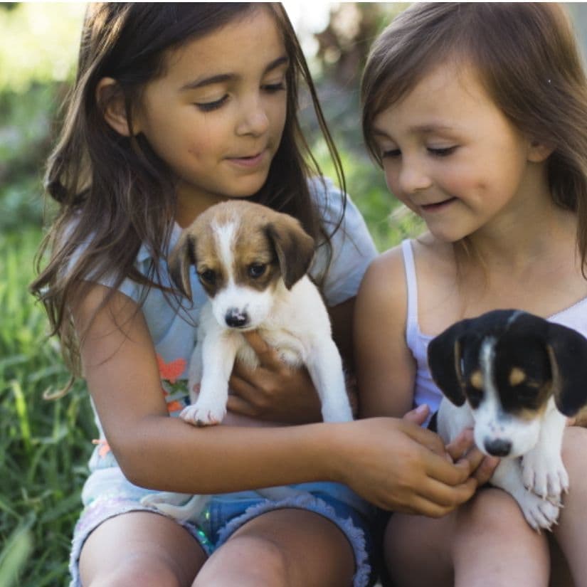 犬と子供